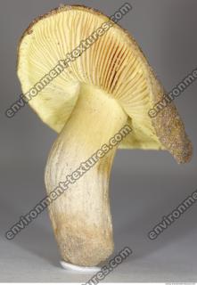 Photo Texture of Mushroom 0013